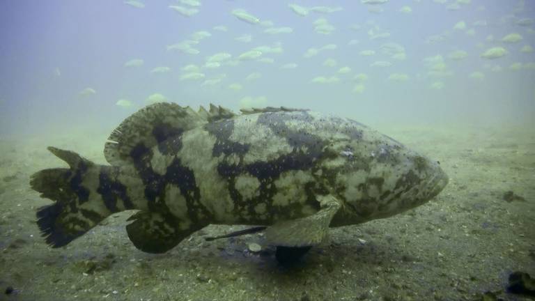 Florida lifts 30-year ban on catching goliath grouper