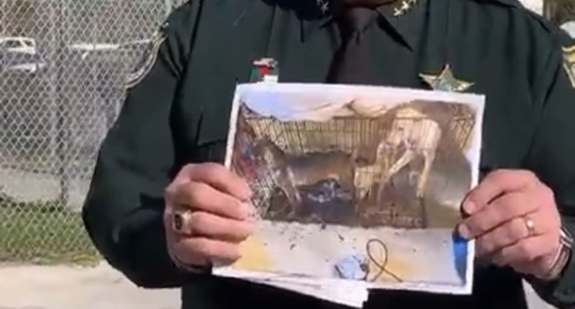 Brevard Sheriff Ivey Arrests Woman for Animal Abuse, berates DCF
