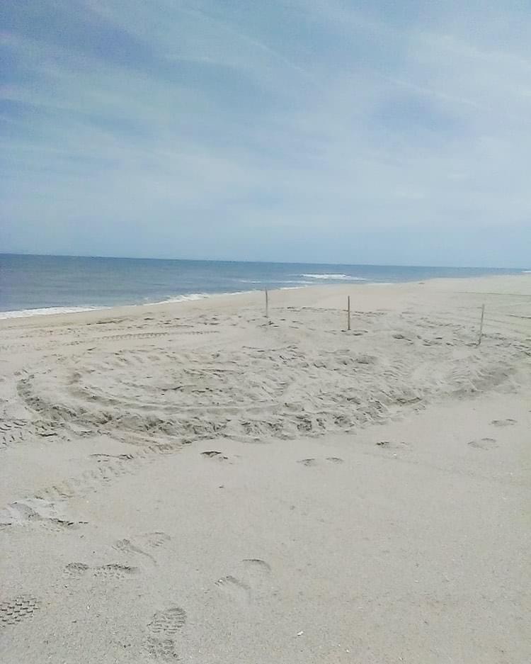Leatherback Sea Turtle Nesting Season Begins at Canaveral National Seashore