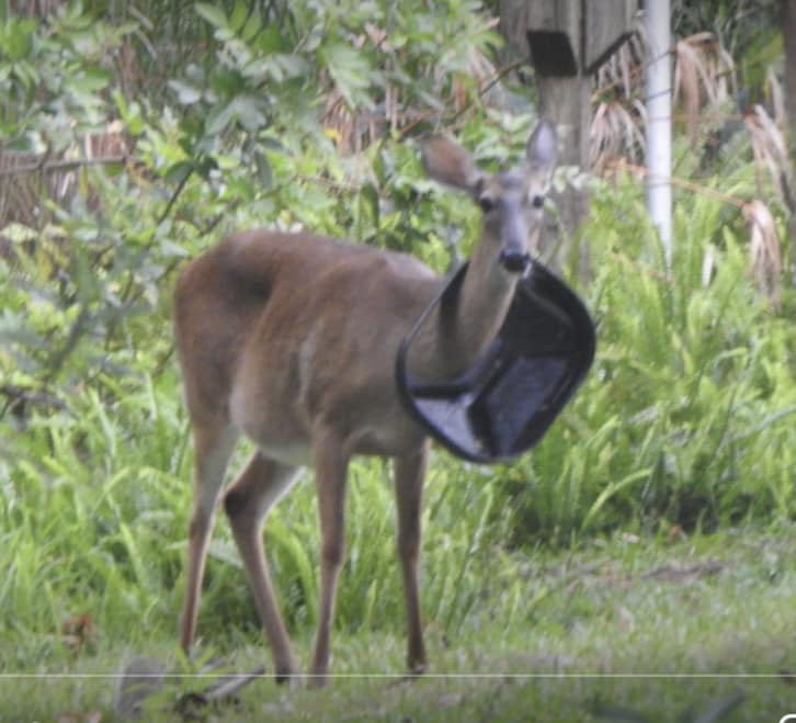 Pregnant Deer Escapes a Trash Can Lid Trap Before Giving Birth