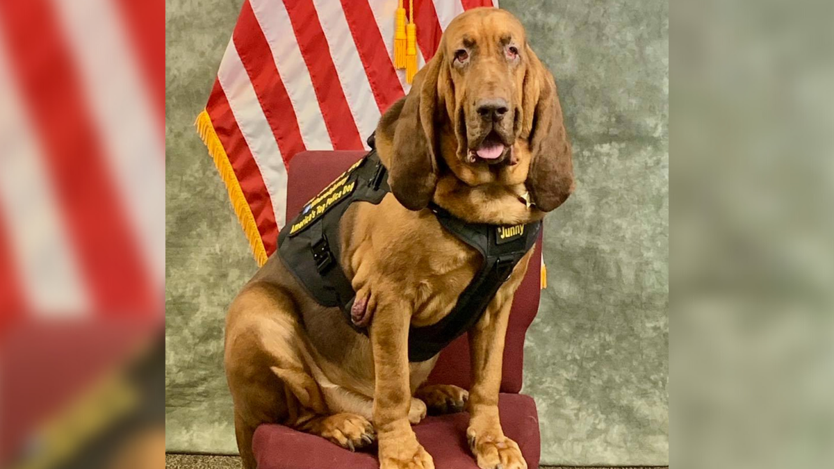 Brevard County Mourns the Loss of Beloved K-9 Commander Junny