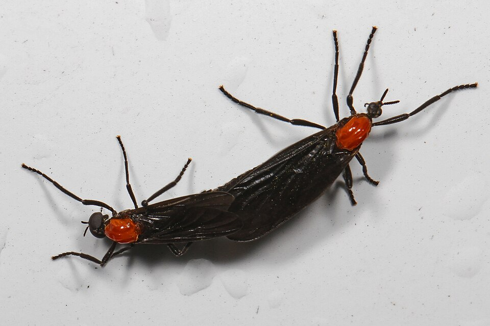 Lovebugs Are Back, And In Greater Numbers