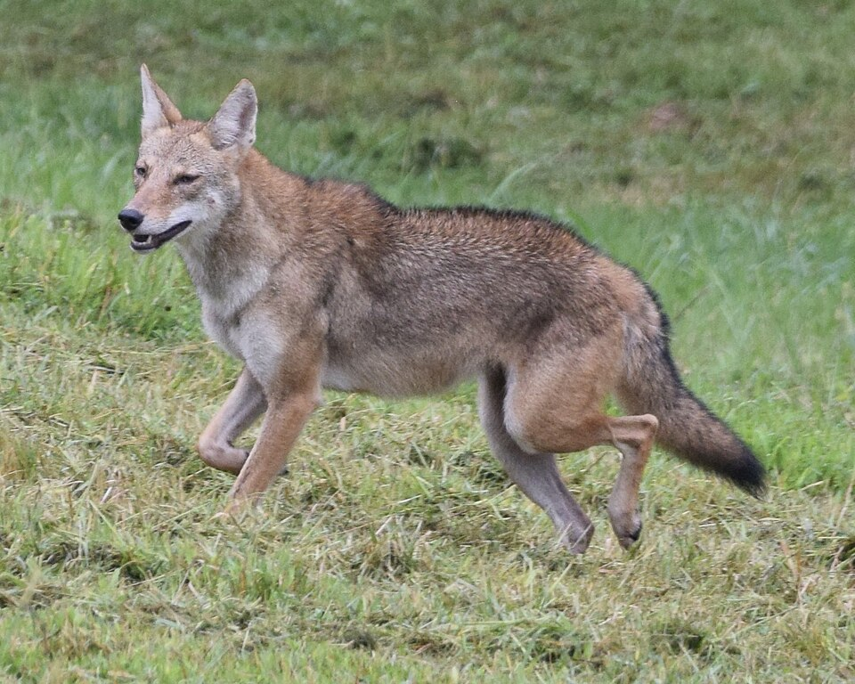 Coyotes Are Everywhere In Brevard County, And More Visible Than Ever